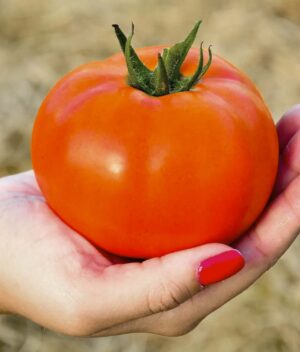 Tomate Gaucho Orgânico