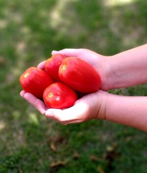 Tomate Italiano Orgânico