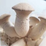 Cogumelo Eringy Orgânico (200g) - Hayashi
