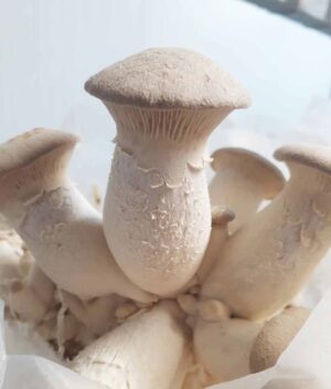 Cogumelo Shiitake 200g - Cogugo