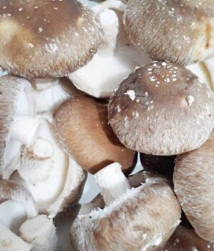 Shitake Seco Fatiado Fuzhou 100g - HARU PRODUTOS ORIENTAIS E NATURAIS