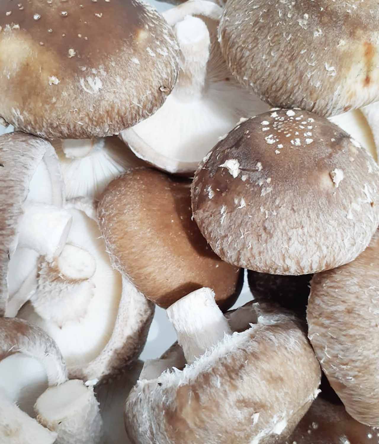 Cogumelo Orgânico Shitake