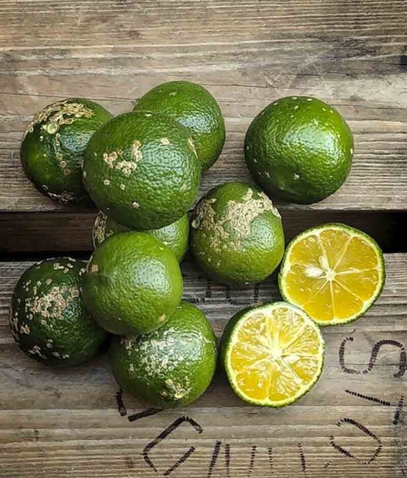 limão bergamota orgânico